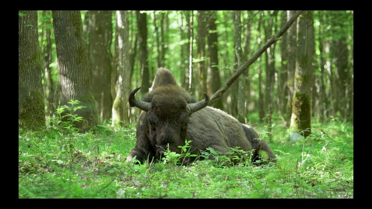 Saving Bialowieza: Nature’s last line of defence