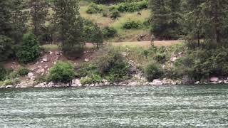 ~ 2 Crows attack red tail Hawk relentlessly~ #violent #brutal