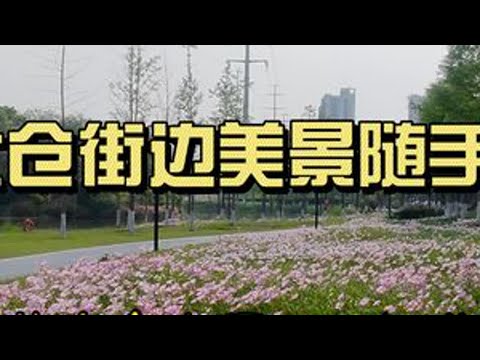 太仓街边美景随手拍   99%的太仓人看了不知道在哪里