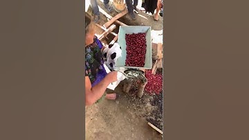 Coffee Harvesting "Disk Pulper"