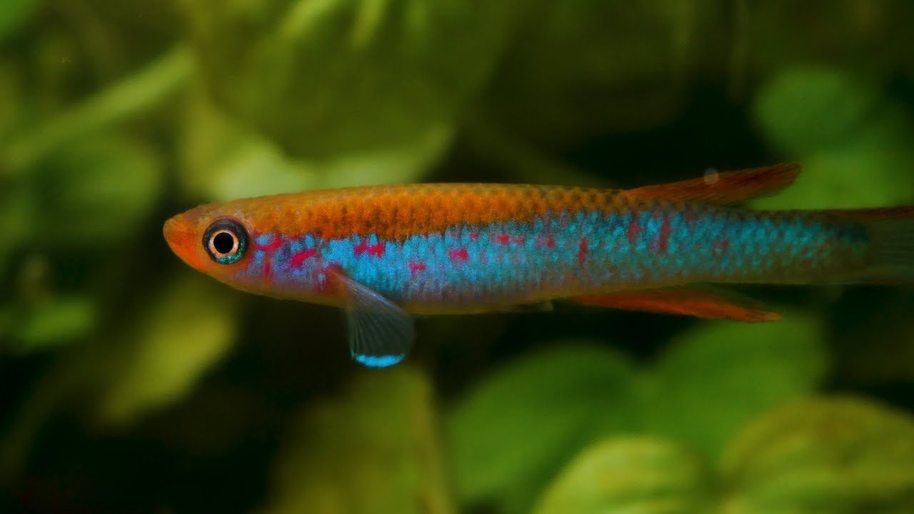 卵生メダカ アフィオセミオン ミンボン GEGVPO 2018/17 熱帯魚 Aphyosemion mimbon GEGVPO 2018/17 Young killifish 4K - YouTube