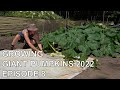 Cultiver des citrouilles gantes 2022 pisode 8  pollinisation entretien des plantes installation des citrouilles