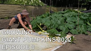 Growing Giant Pumpkins 2022 Episode 8 - Pollination, Plant Maintenance, Pumpkin Set-Up