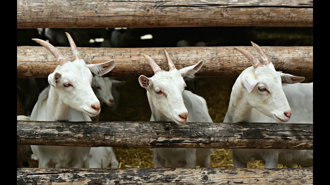 Scuola di Pastorizia: progetto formativo unico in Italia