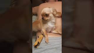 ASMR perrito exigiendo masaje relajante hasta dormir cosquillas 💜 massage funny dog