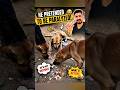 HE WAS FAKING IT! 😂🐶🤣 #dog #actor #funny #mreqsan #comedy #shorts