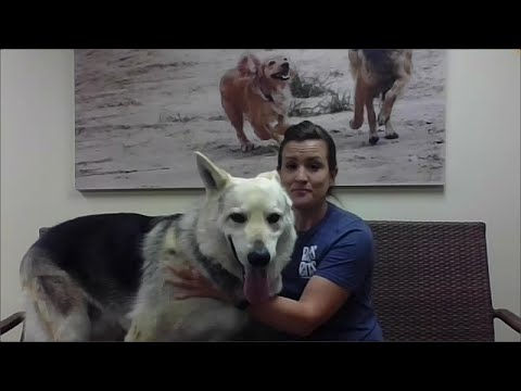 Video: Animale de companie acceptate săptămânii - Suzie