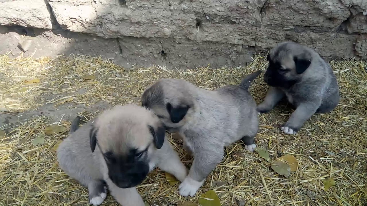 Satilik Kangal Izmir 0554 745 52 53 Kangal Kopegi