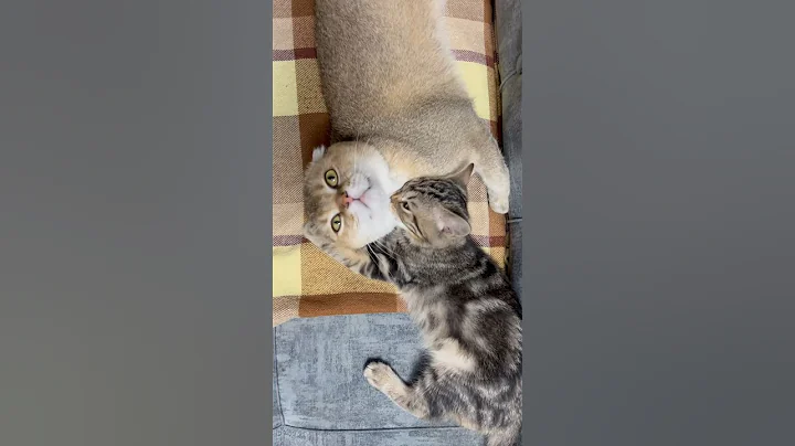 Video 3952041: kitty britishshorthair scottishfold kittens, britishshorthair scottishfold kittens cat, cat kitten munchkin britishshorthair, munchkin kitten pets cats, cute kitty scottishfold kitten, cat funny scottishfold kitten