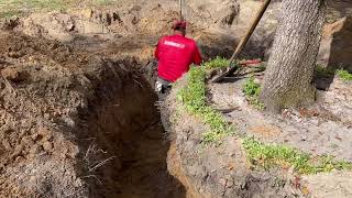 Digging a Huge Live Oak Tree, Large Trees and Palms For Sale Delivered and Planted #garden #tree