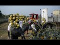 Awesome Pineapple Cultivation - Pineapple Farm and Harvest Agriculture Technology