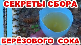 Сбор березового сока разными способами. Как собирать берёзовый сок весной