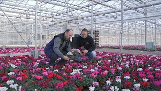 Cyclamen Kweker In Beeld Bejafleur, Huissen
