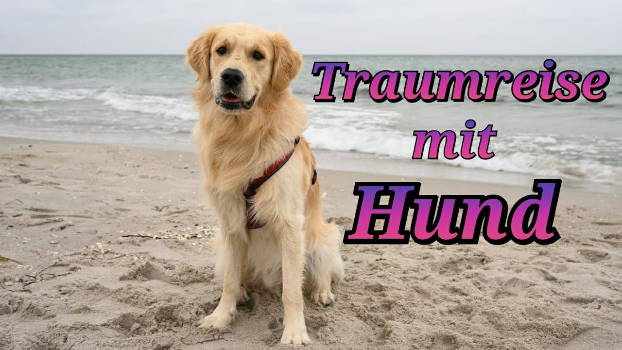 Urlaub an der Ostsee | Golden Retriever Anton - YouTube