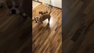 #puppy #fun #playtime #mom #baby #funny #cute #pets #puppy #fyp #frenchbulldog #frenchie #dogs #love