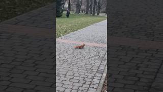 Моя ручная белка🧚