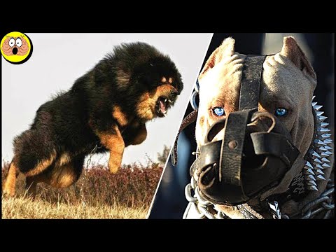 Video: Scopri otto dei cani più veloci del pianeta