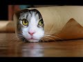 Hlmusic top if you laugh you lose funny animals compilation 2017   funniest animals ever