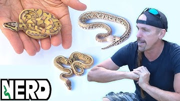 Worlds First Ball Python Morphs! Look at these rare snakes PART 2