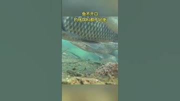 Cá Diếc ăn mồi giun 🎣 🎣🎣💥 #fishing #fish #shots #cauca #caucagiaitri