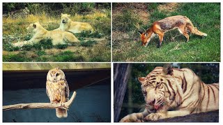 Big Cat Sanctuary plus the British Wildlife Centre