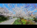 Cherry Blossoms Bethesda Tour 3D 180 VR