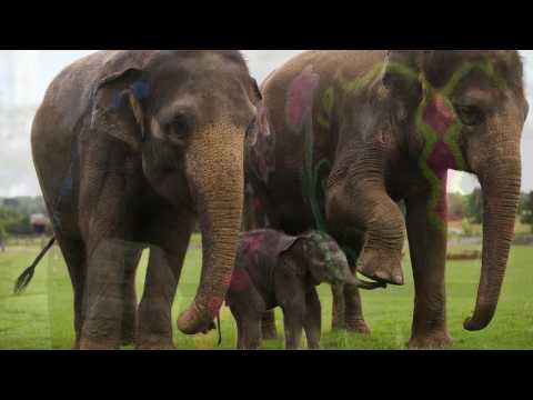 Vidéo: Pourquoi les éléphants ont-ils de grandes oreilles et pourquoi en ont-ils besoin ?