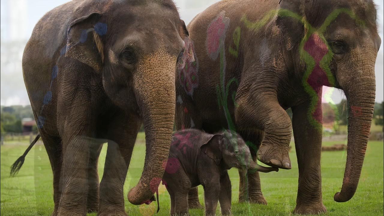 Слоновый год. Млекопитающие животные. Слоны. Слониха со слоненком. Фото слонов.
