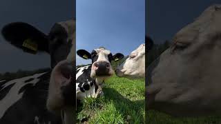 Bom dia ☀️🐄E um ótimo domingo!!!