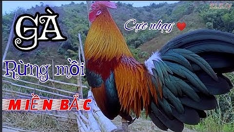 Tiếng gà rừng gáy mồ i chuẩn 99,9%✔✔ || Suab qaib qus qua zoo dib tuaj 99,9%. Tiếng gà rừng gáy