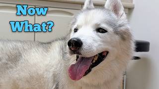 We Got Some Not So Great News About Our Old Dog Today
Dog Vet Go FundMe: https://www.gofundme.com/f/memphis-the-husky-veterinary-fundraiser
Our Etsy Shop: https://www.etsy.com/shop/gonetothesnowdogs
Have you ever had to manage high liver levels or difficult health updates with your senior Siberian Huskies or older dogs? If you have any advice or stories from things youve tried, please share them in the comments below
Today started out like any other busy day in Michigan, but we ended up getting some not so great news at the vet. We took Memphis in for her regular blood work to check on her liver levels, which weve been monitoring every three months for over three years now. Unfortunately, the results came back ridiculously high, and her ALKP, ALT, and GGT levels are not where we want them to be. We are doing everything we can to stay positive, and next Wednesday she will be going back in for a chest X-ray, abdominal X-ray, an ultrasound of her liver and gallbladder, and a clotting test to see exactly whats going on.
To help offset some of these sudden veterinary costs, we are getting some special Protect the Memphis merch ready, and well also have her GoFundMe linked below for anyone who wants to help out. Please remember to be kind in the comments below, as this is incredibly hard on Jamie and I. We truly view you as our family, and going through this together means the world to us. Memphis is 13 years old, and while we wish we had a magic potion to make her live forever, right now we are just focusing on keeping her comfortable, happy, and loved.
Despite the stressful news, life in the backyard keeps moving! The Michigan weather went from a humid 80 degrees straight down to a freeze warning in a matter of hours, and Jamie has been working hard on the pool cover and fixing up the fence for our backyard baby birds. Plus, Eleanor and I are getting ready to head out on a special solo road trip to Indiana tomorrow for an event! Its going to be so weird traveling with just one Siberian Husky, but we are going to bring you guys along for the whole ride.
HIGHLIGHTS FROM OUR DAY
🏥 Taking Memphis to the vet for her routine blood work checkup
💔 Getting some tough news about Memphiss elevated liver levels
🌱 Checking on the backyard grass and baby clovers trying to grow
🦜 Saving the neighbors escaped Jack Russell Terrier from running down the street
🎨 Packing up some new 3D printed hummingbird misfits for the Etsy shop
🗺️ Preparing for a special solo road trip to Indiana with Eleanor tomorrow
🐰 Eleanor spotting a funny bunny hopping right past the bushes
#SiberianHusky #HuskyLife #SnowDogsVlogs #SeniorDogCare #DogHealthUpdate #HuskyVlog #LifeIsShort #MichiganHuskies #VetVisit #DogRoadTrip #HuskiesOfYouTube
▶Subscribe: http://bit.ly/SubToSnowDogsVlogs
🐾 Shop our Merch, Follow us on Social Media Sites and Other fun Links
❄ https://beacons.page/snowdogsvlogs
✨Upcoming Meet & Greets and Events:
https://www.facebook.com/gonetothesnowdogs/events
⭐Harnesses and Equipment
http://www.AlpineOutfitters.net
10% off Code: GTTSD2026
Watch more Snow Dogs Vlogs:
Latest Uploads: https://www.youtube.com/playlist?list=UULixIM8ZIGs6DJFKzQxPYqQ
Camping Videos: https://www.youtube.com/playlist?list=PLYX6XfB-AZcXlYcdoS3FGmlwwjxXneU64
⭐SEND US LETTERS & THINGS
Snow Dogs Vlogs
P.O. Box 12
Alpena MI 49707
Letters and Items Will NOT always be shown in videos
★BUSINESS CONTACT
Jessica@snowdogsvlogs.com
★About Us:
What is it like having Siberian Huskies and living in Northern Michigan? Join our Vlog Channel to find out! We go Camping, Trail Riding, Jeeping, Dog Sledding, and on many fun adventures! This is small town life as real as it gets! Our channel is a vlog channel with dogs, so basically a Dog Vlog! We are family vloggers but we are also dog vloggers! We believe that life is a journey! So if you are looking for a Dog Vlog, Family Vlog, Travel Vlog, and Adventure Vlog then Subscribe to our channel and join us for the ride!
Pure Michigan ! Michigan Proud !
We Love you all! Thanks for watching, Thanks for subscribing, Stay Positive, Dream Big, and we will see you again soon!
http://www.YouTube.com/SnowDogsVlogs We Got Some Not So Great News About Our Old Dog Today