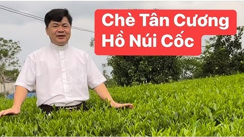 Chè Tân Cương - Hồ Núi Cốc I Thái Nguyên