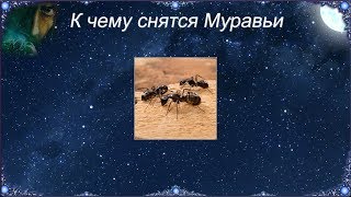 К чему снятся Муравьи (Сонник) К чему снятся Муравьи (Сонник)