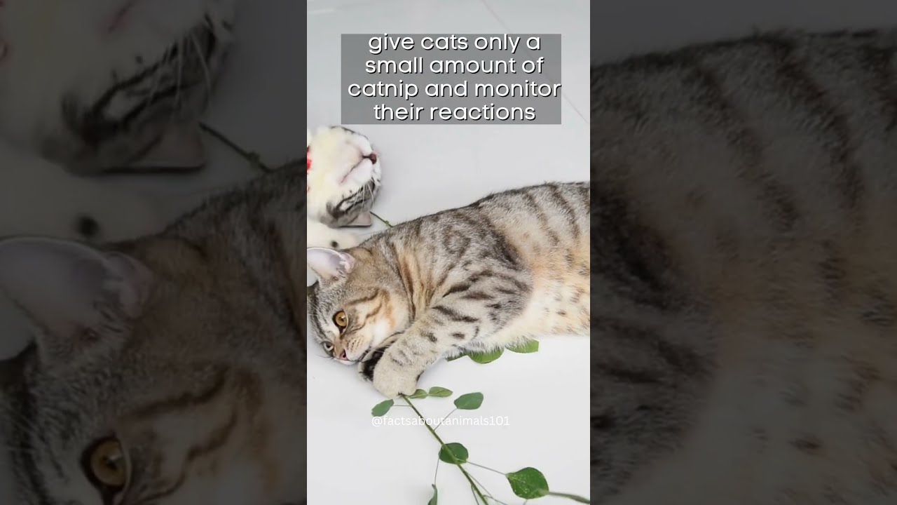 What Happens When You Give Your Cat TOO MUCH Catnip YouTube What Happens When You Give Your Cat TOO MUCH Catnip YouTube