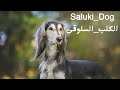 الكلب السلوقى اقدم واسرع كلاب العالم L Saluki تعرف عليه فى دقيقة 