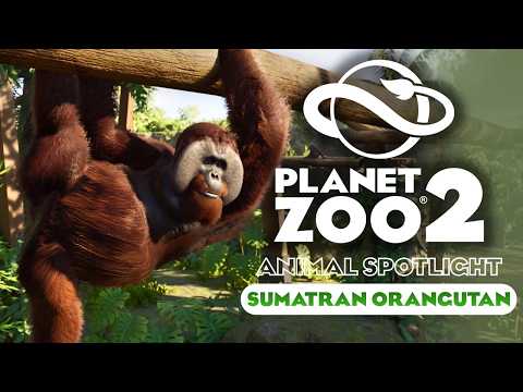 SUMATRAN ORANGUTAN & Amazing Climbing Animations! 🦧 | Planet Zoo 2 Animal Spotlight