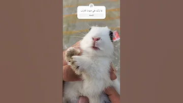 صوت الارنب وهو يصيح 