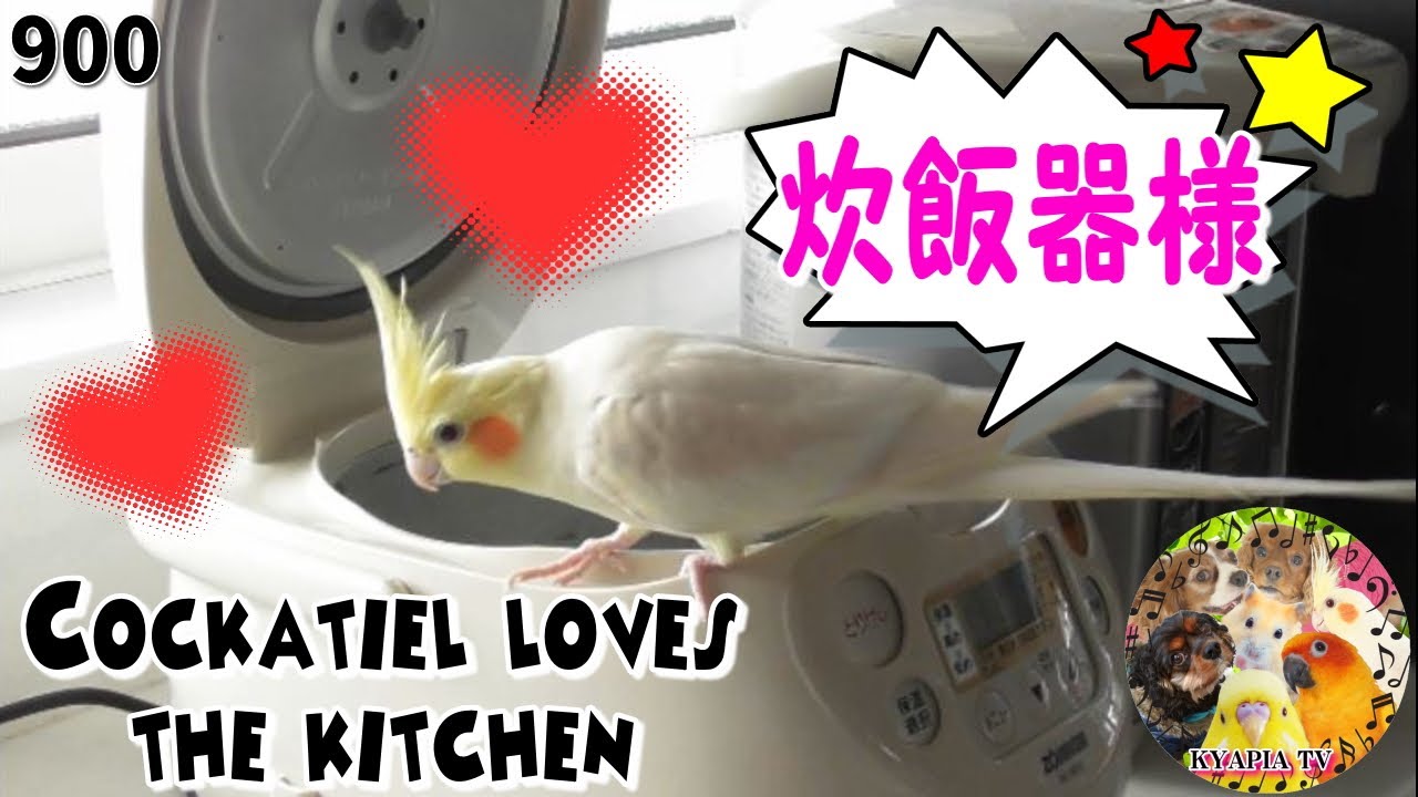 キッチン大好きなオウム 可愛いオカメインコ エマの日常 面白動物癒し動画 Cockatiel Loves The Kitchen Youtube