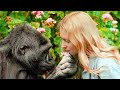 Girl Meets Gorillas She Was Raised Up With After 12 Years And Their Reactions Are Heartbreaking