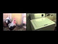 Death Metal Rooster ft. Drumming Washing Machine