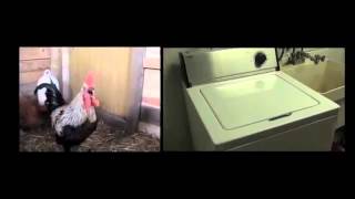 Death Metal Rooster ft. Drumming Washing Machine