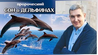 Денис Орловский. Сообщество дельфинов. Пророческий сон