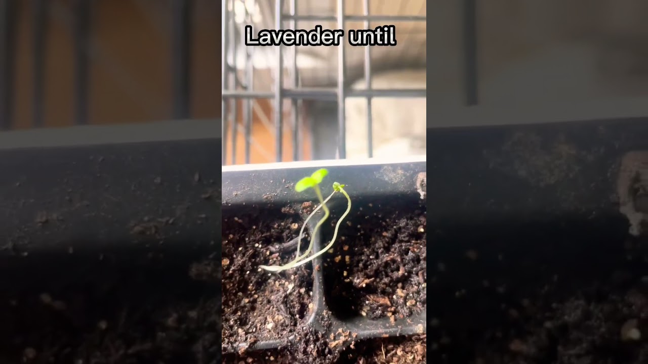Day 25 of growing lavender until it’s 100 days old 