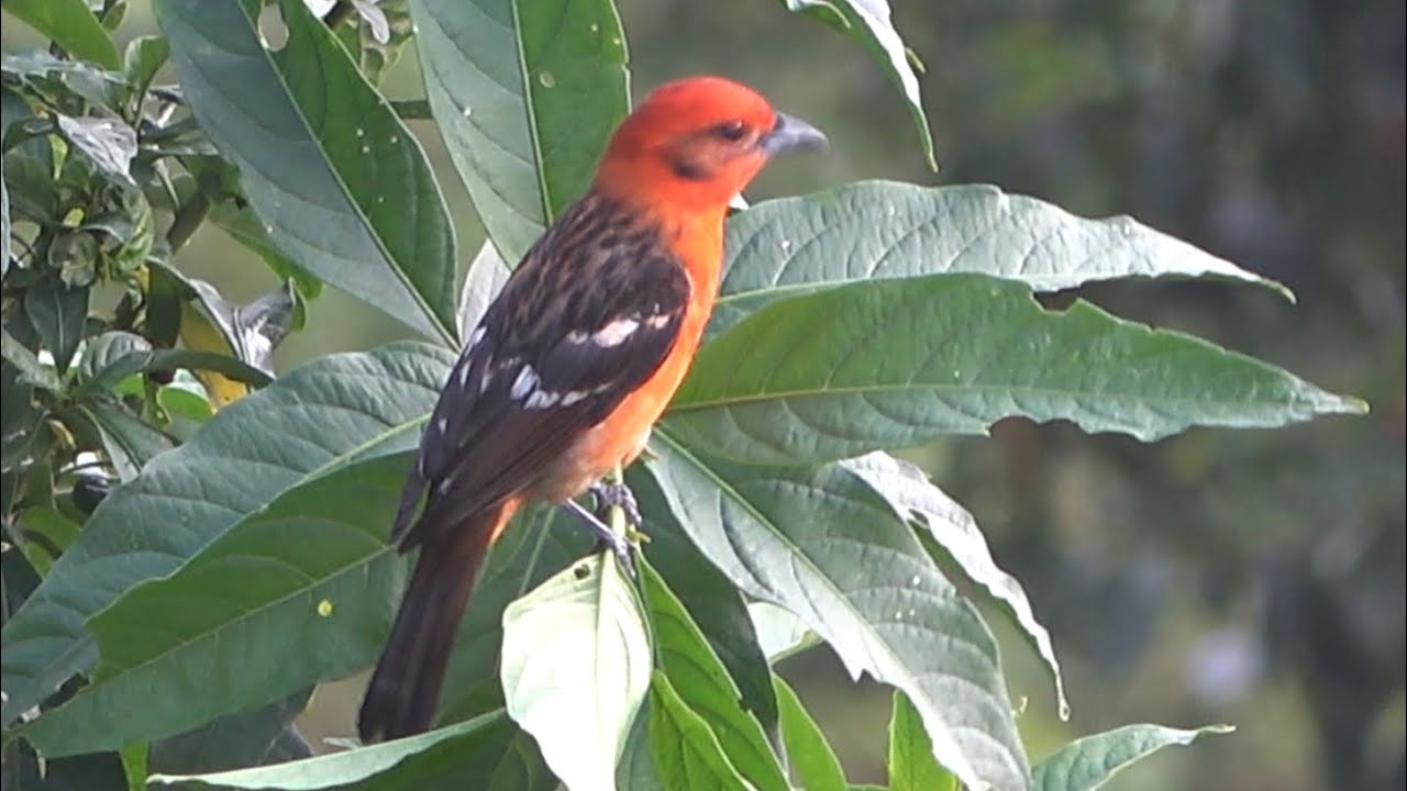 Flame-colored Tanager, Boruca, Costa Rica