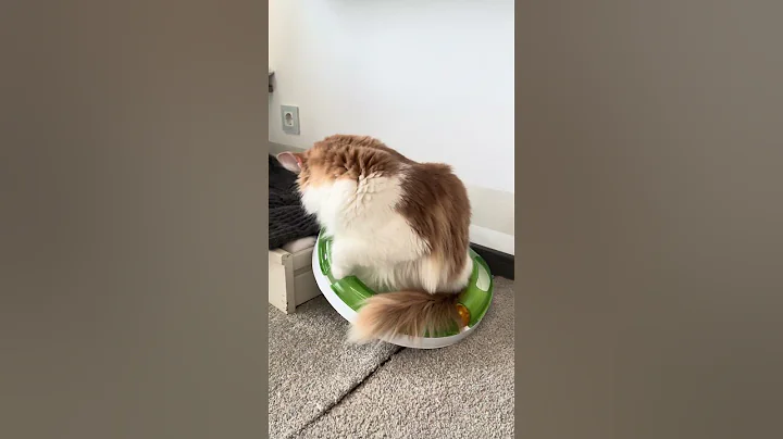 Watch the video about Maine Coon | Mike le studia tutte per giocare senza fatica ! 😹🐈😻 |#mainecoon