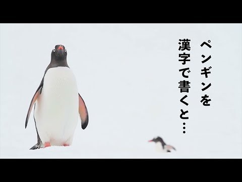 ペンギン 漢字で書くとちょっと怖い 漢字トリビア 書動画 Youtube ペンギン 漢字で書くとちょっと怖い 漢字トリビア 書動画 Youtube