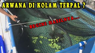 HASIL PERTUMBUHAN PELIHARA IKAN ARWANA DI KOLAM TERPAL