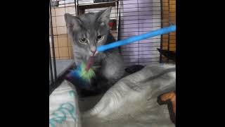 Gibs first video #kittensplaying #rochesterny #fosterkittenrescue #shortsvideo #graycat #short