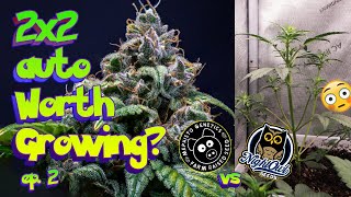 ARE AUTOS WORTH GROWING?  - Mephisto vs Nightowl 2X2 EP2 #seedtoharvest