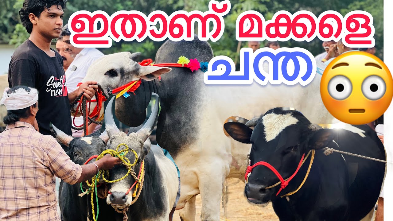 ഇതാണ് മക്കളെ ചന്ത 😳😳